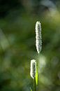 lichtval op gras von Corine Harkes Miniaturansicht