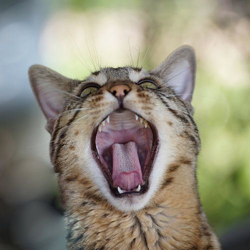 Yawning cat