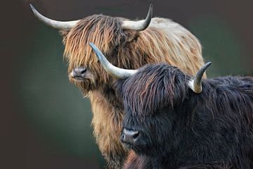 Highland cattle sisters by Joachim G. Pinkawa