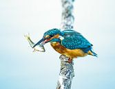 KIngfisher by Ilse Cardoen thumbnail