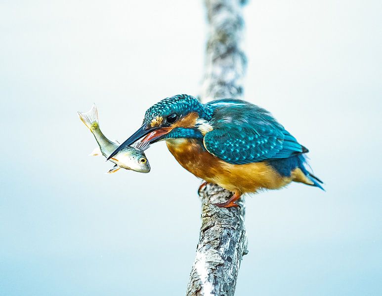 KIngfisher by Ilse Cardoen