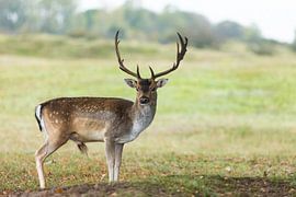 Damhirsch, der direkt in die Kamera schaut, mit schönem großen Geweih auf dem Kopf von Margriet Hulsker