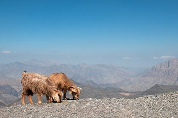 Ein Leben am Abgrund in Oman von Margot van den Berg