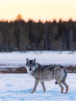Loup avec la neige finlandaise et le lever du soleil