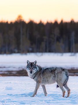 Wolf met de Finse sneeuw en zonsopkomst van Jacob Molenaar