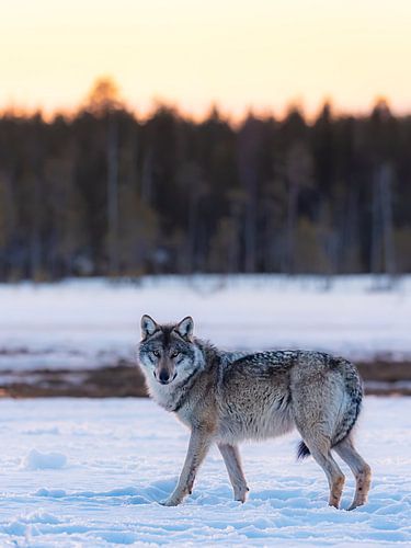 Wolf met de Finse sneeuw en zonsopkomst