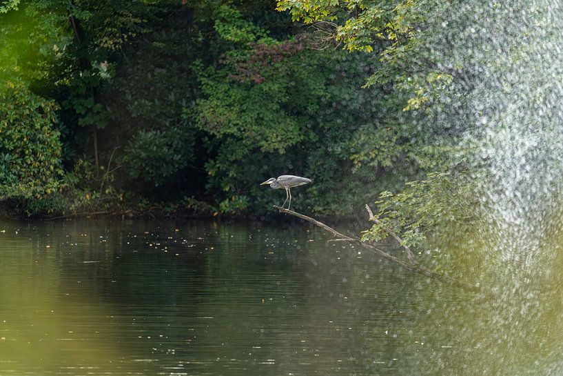 Blauwe reiger op rustig water van Florian Freiberg