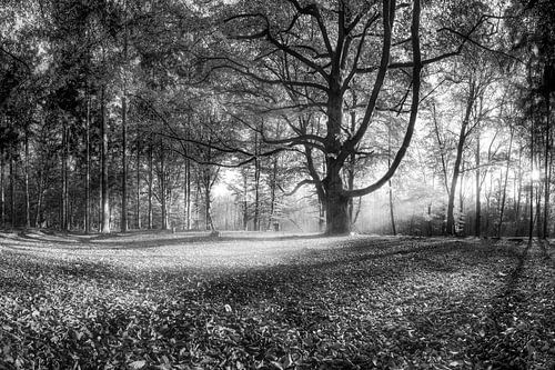 Herfstbos zwart-wit