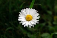 Daisy
