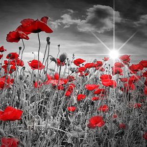 Champ de coquelicots idyllique avec soleil