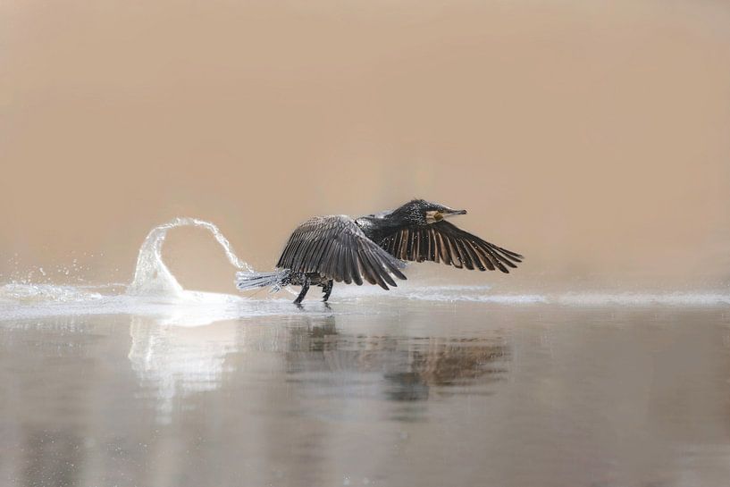 Aalscholver stijgt op van Gea Veldhuizen