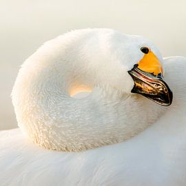 Healing van Tatsuya Atarashi