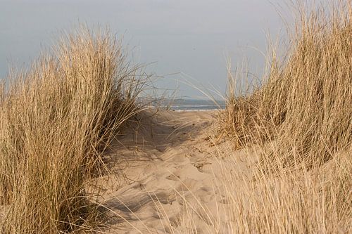 Duinpad naar zee
