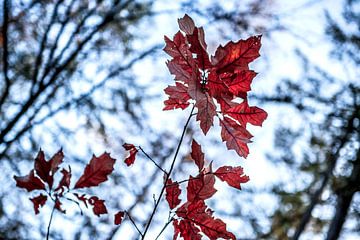 Sensation d'automne | Couleurs de la nature sur Ratna Bosch