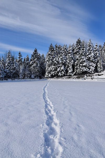 Footprints in the snow by Claude Laprise
