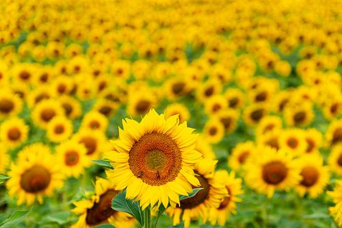 Zonnebloemen