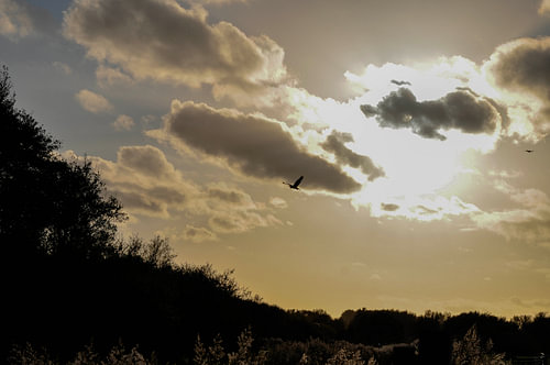 vogel in de herfst zon