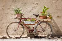 Fahrrad mit Blumen in der Provence