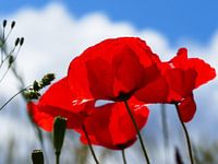 Poppies in the summer 3