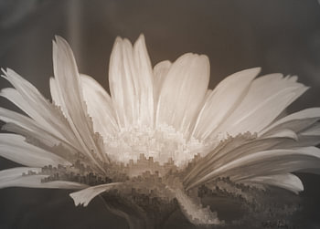 Zonnebloem 2