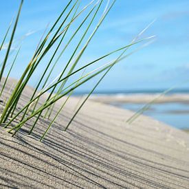 DUN GRAS van Susanne Herppich