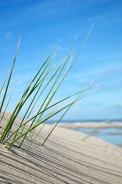 DUN GRAS van Susanne Herppich