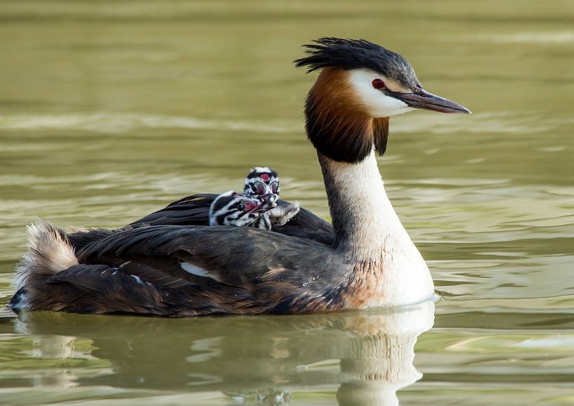 Great Crested Grebe chicks by Martin Smit