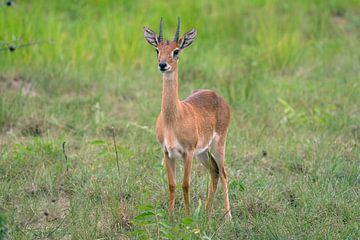 Oribi (Ourebia Ourebi), Uganda by Alexander Ludwig