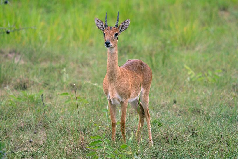 Oribi (Ourebia Ourebi), Ouganda par Alexander Ludwig