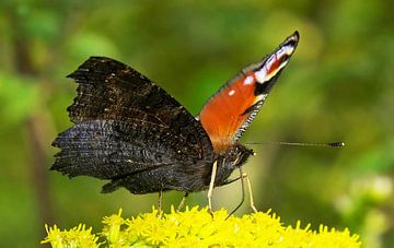 Vlinder (Pauwoog) van Frank Herrmann