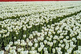 Tulip Fields by Erika Gallegos