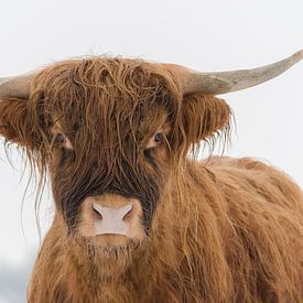 Portret hooglander van Frank van Middelkoop