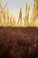 Heather and grass at sunset