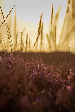 Heide en gras bij de ondergaande zon van Marianne Eggink - Fotografie en digitale kunst