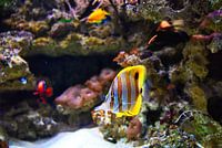 Beautiful colorful fish in the aquarium