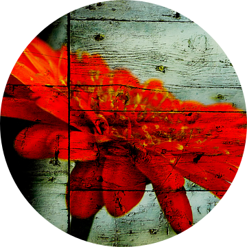 Rode gerbera van brava64 - Gabi Hampe