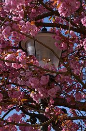 Lampadaire avec une belle fleur sur Rob Pols