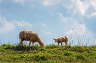 Mutterschaf mit ihrem Lamm auf einem holländischen Deich von Ruud Morijn Miniaturansicht