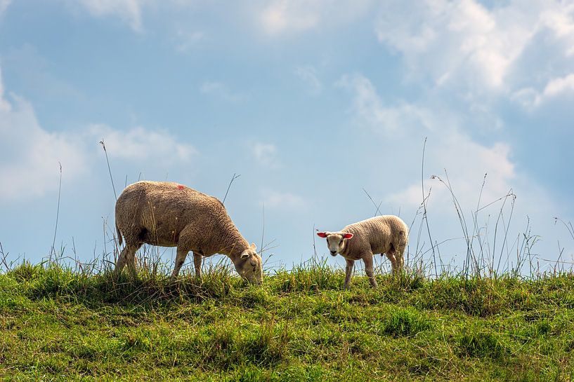 Mutterschaf mit ihrem Lamm auf einem holländischen Deich von Ruud Morijn