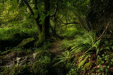 Woodland path in the Orne valley by Ron Poot