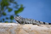 Green iguana, Curaçao, Netherlands Antilles