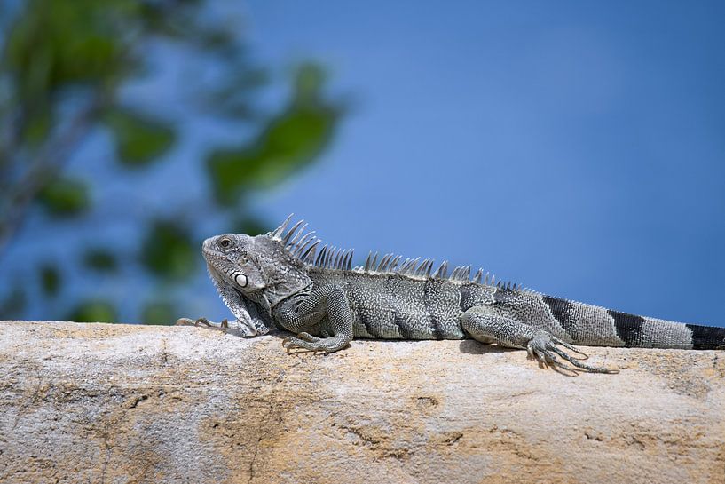 iguane vert, Curaçao, Antilles néerlandaises par Ronald Harmsen