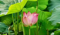 Lotus van Pieter Heres thumbnail