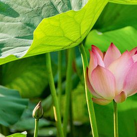 Lotus by Pieter Heres