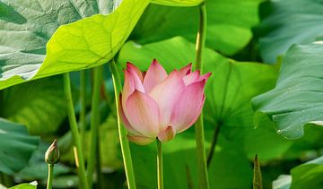Lotus van Pieter Heres