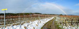 Arc-en-ciel au-dessus d'un vignoble