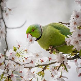 Halsbandpapagei in der Kirschblüte von Tom Zwerver