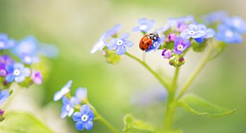 vergessen Sie nicht die Marienkäfer