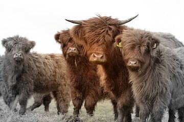 Schotse hooglander groepje 2 kleurig van Sascha van Dam