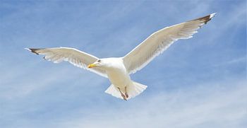 Meeuw in Blauwe Lucht